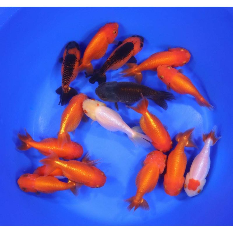 Mixed Ranchu Goldfish LG - Image 7