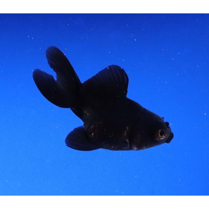 Black Moor Goldfish SM - Image 6