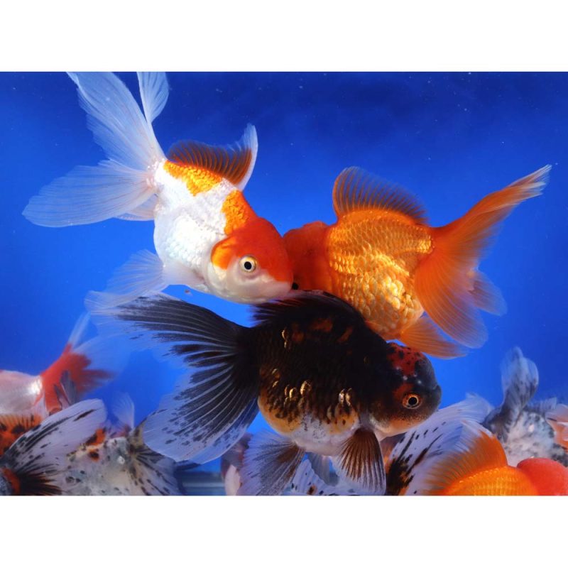 Mixed Premium Oranda Goldfish XL