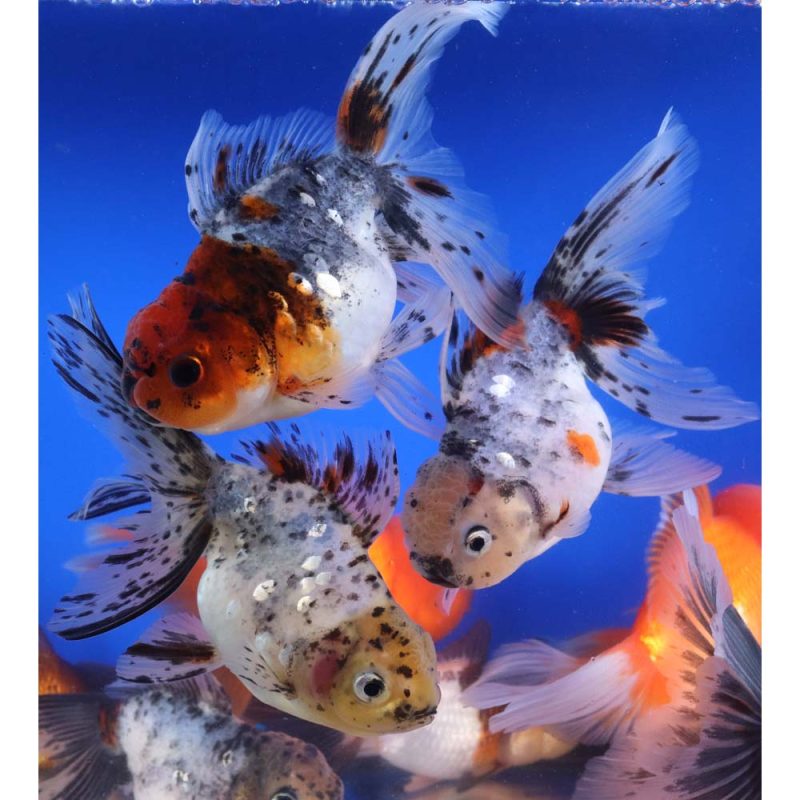 Mixed Premium Oranda Goldfish XL - Image 2