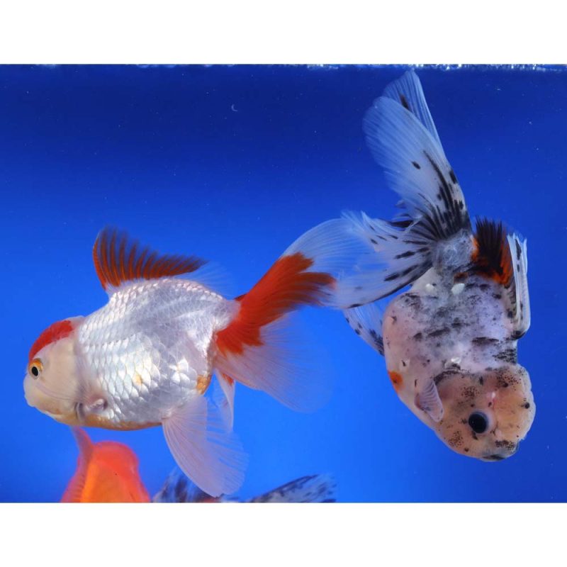 Mixed Premium Oranda Goldfish XL - Image 3