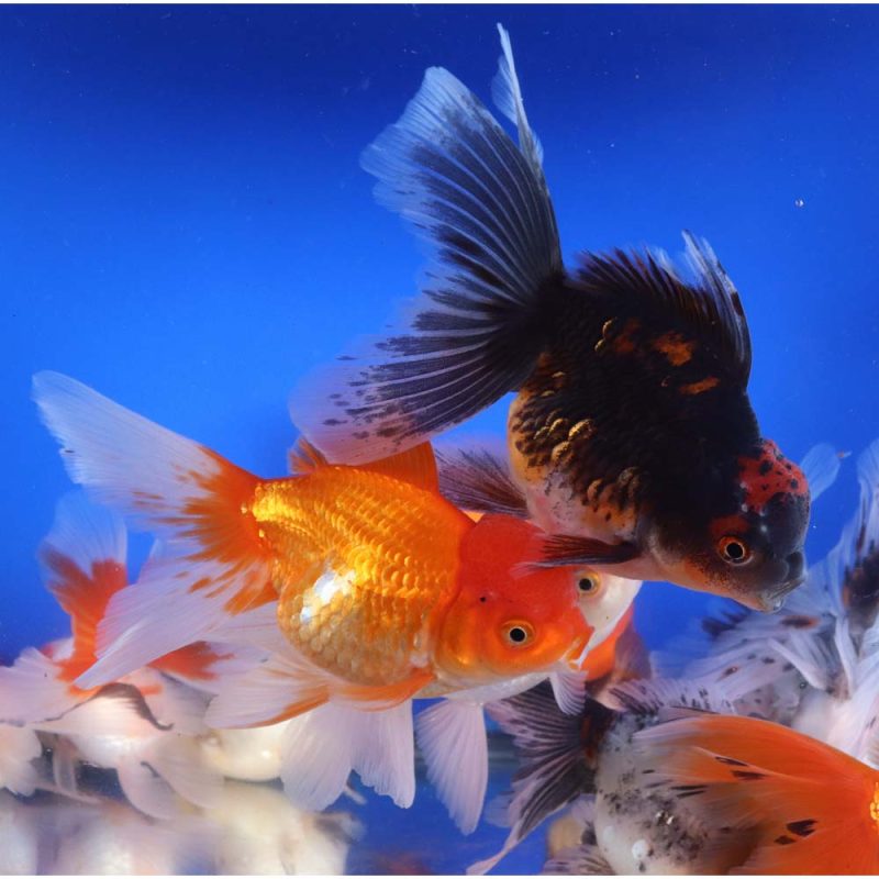 Mixed Premium Oranda Goldfish XL - Image 4