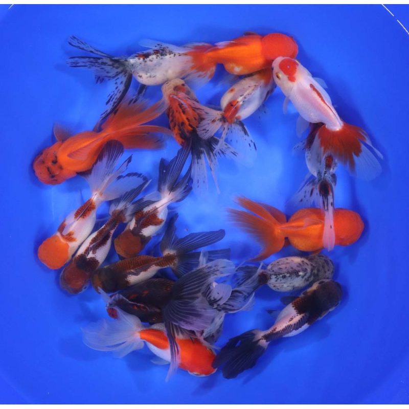 Mixed Premium Oranda Goldfish XL - Image 5