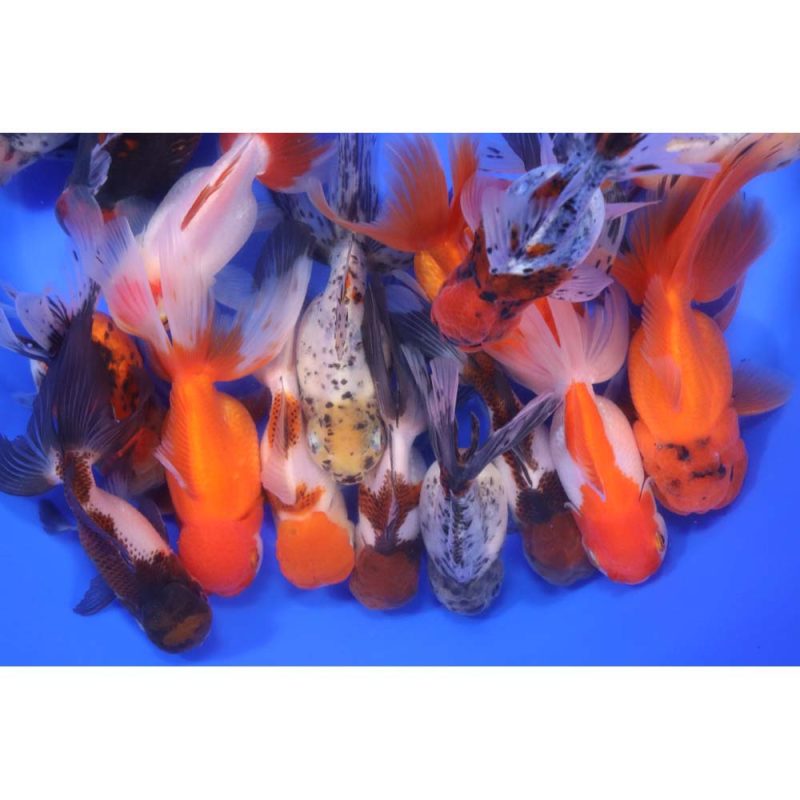 Mixed Premium Oranda Goldfish XL - Image 6