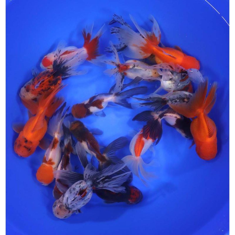 Mixed Premium Oranda Goldfish XL - Image 7