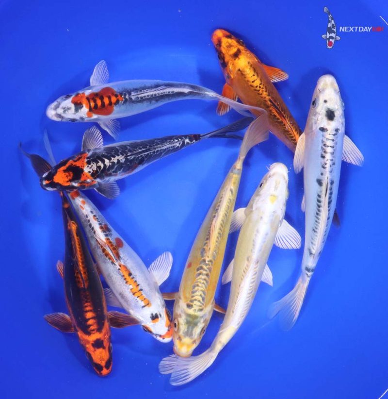 Skeleton Koi Mix 7-8"