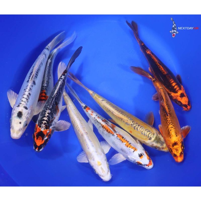 Skeleton Koi Mix 7-8" - Image 4