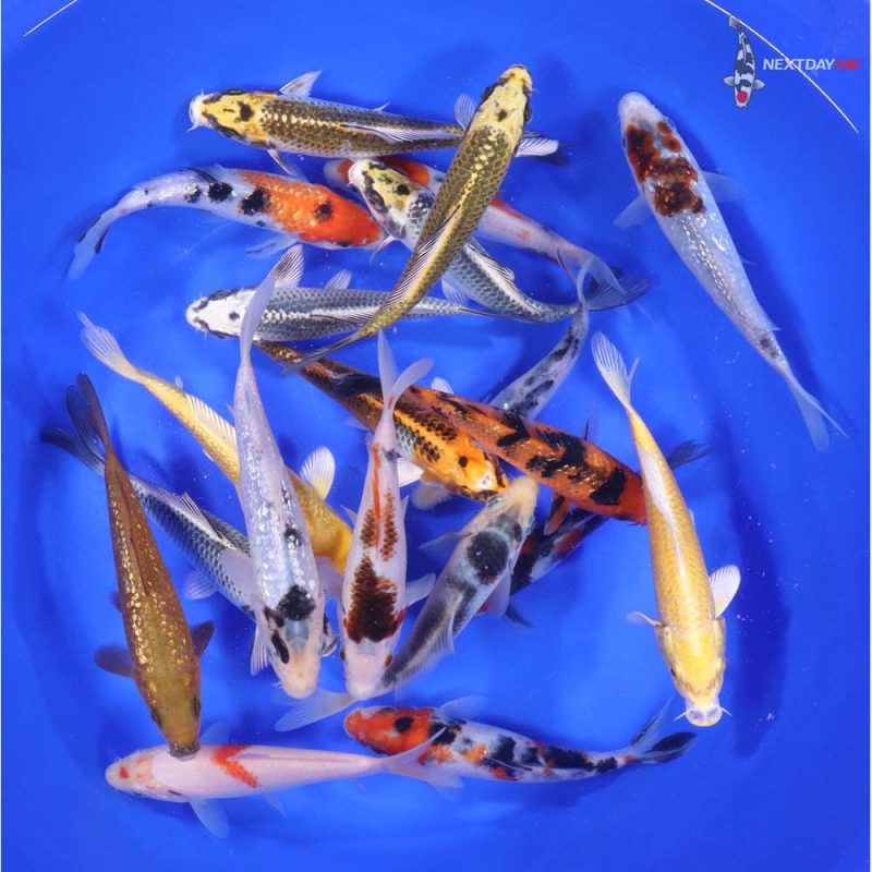 Standard Koi 5-6" - Image 3