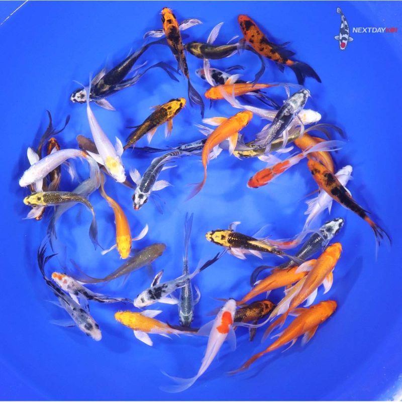 Standard Butterfly Koi 3-4" - Image 2