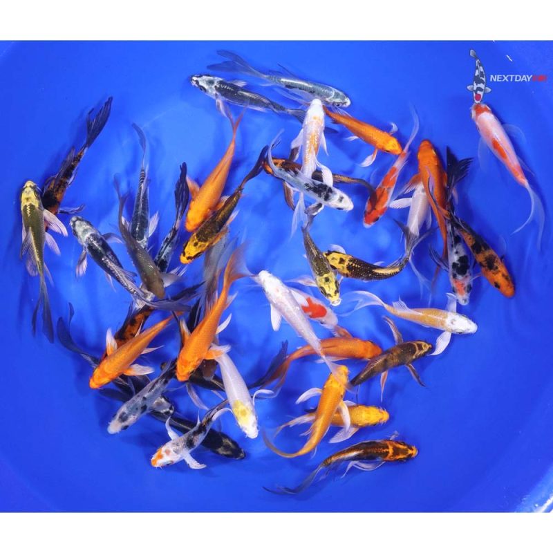 Standard Butterfly Koi 3-4" - Image 5