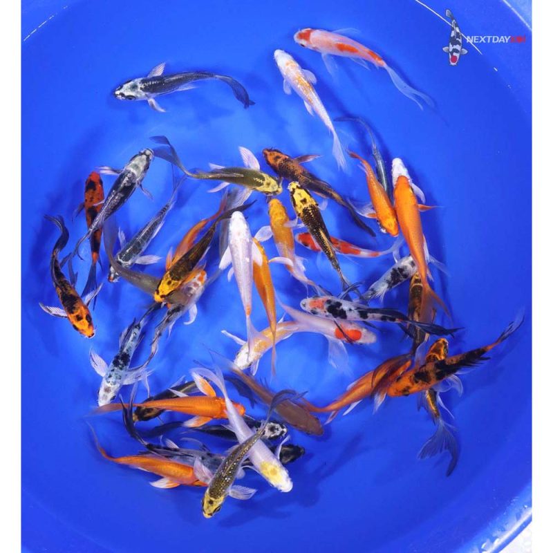 Standard Butterfly Koi 3-4" - Image 6