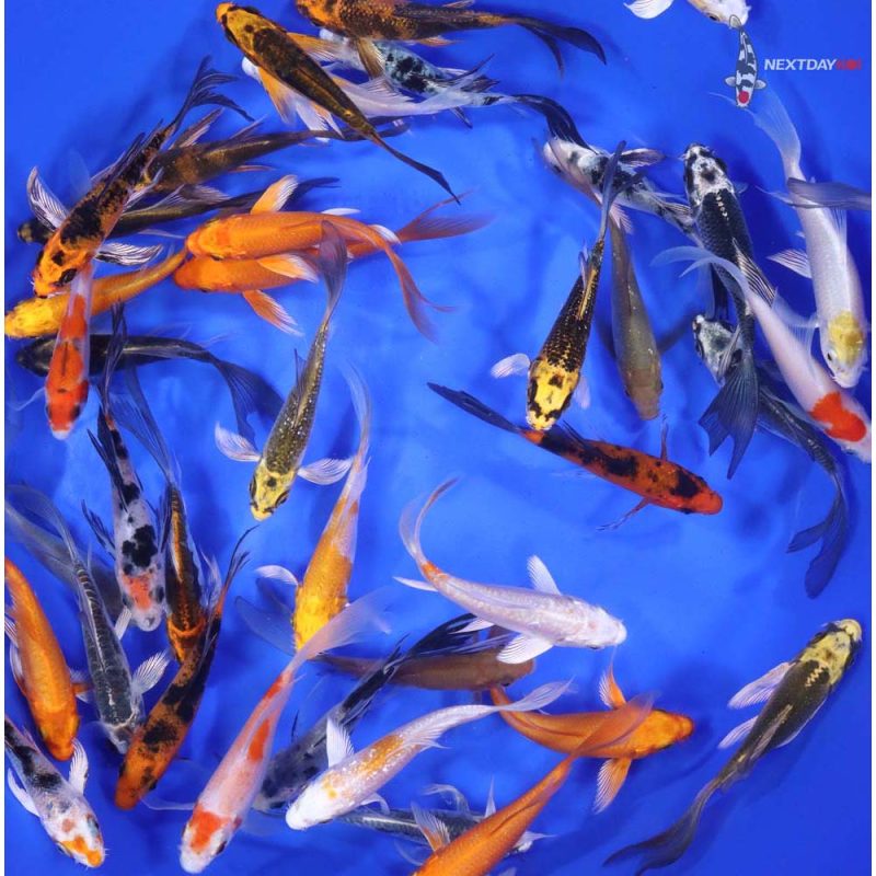 Standard Butterfly Koi 3-4" - Image 7