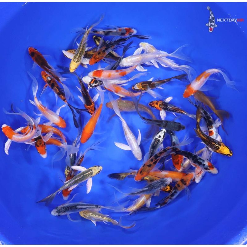 Premium Butterfly Koi 3-4"