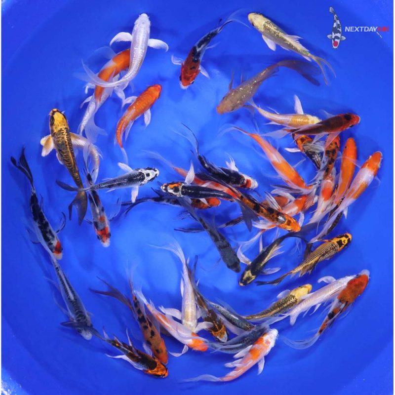 Premium Butterfly Koi 3-4" - Image 2