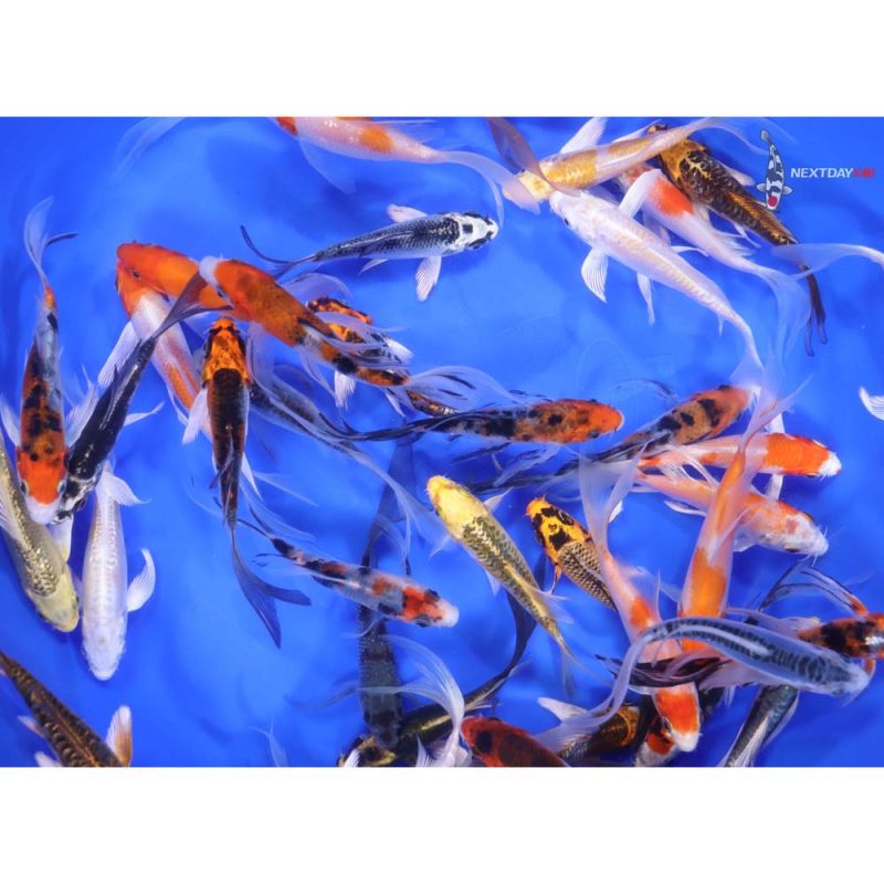 Premium Butterfly Koi 3-4" - Image 3