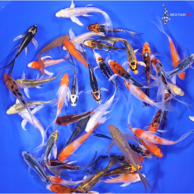 Premium Butterfly Koi 3-4" - Image 6