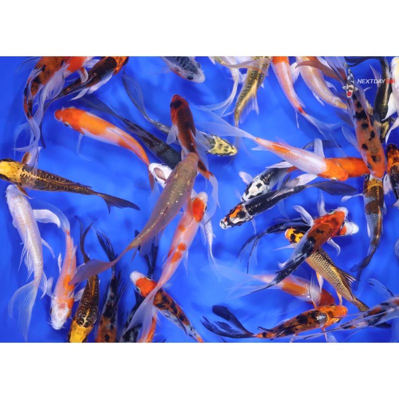 Premium Butterfly Koi 3-4" - Image 7