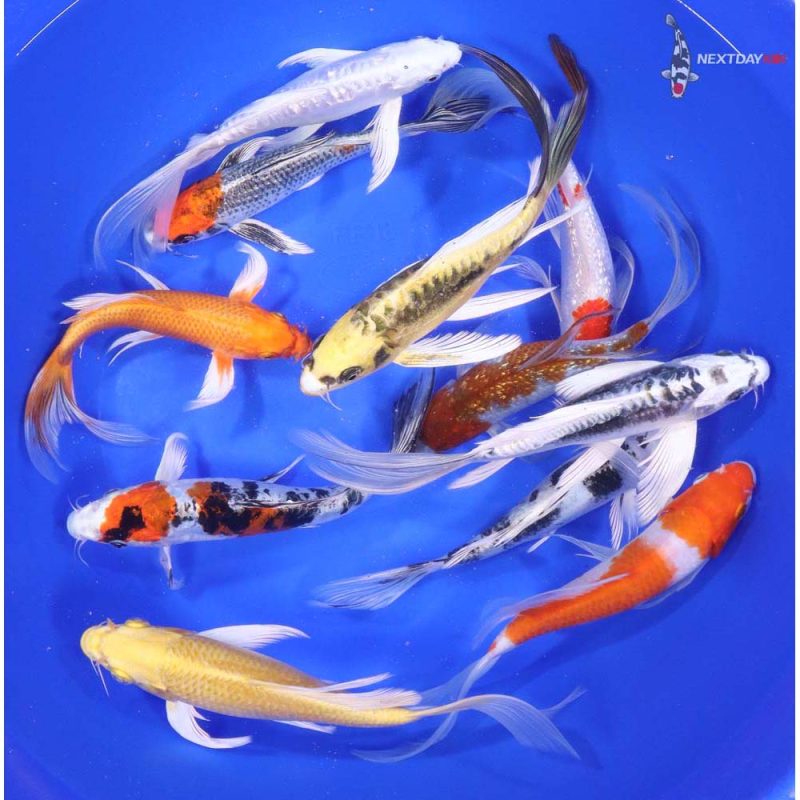 Premium Butterfly Koi 7-8"