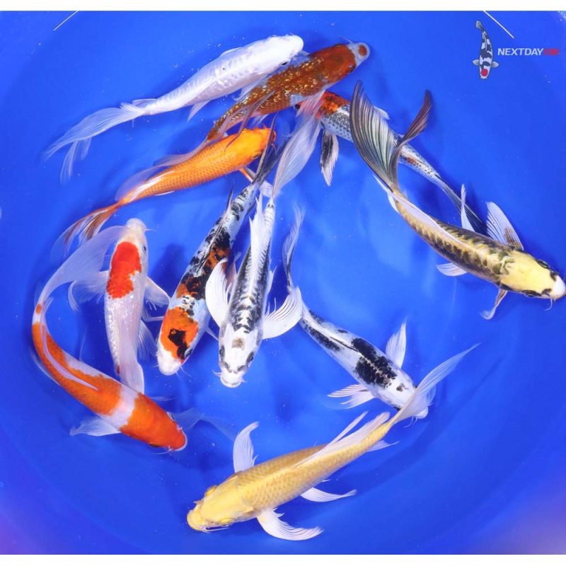 Premium Butterfly Koi 7-8" - Image 2