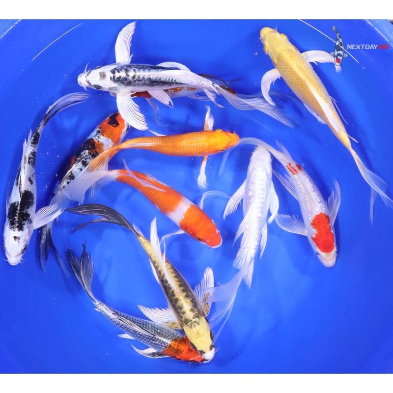 Premium Butterfly Koi 7-8" - Image 3