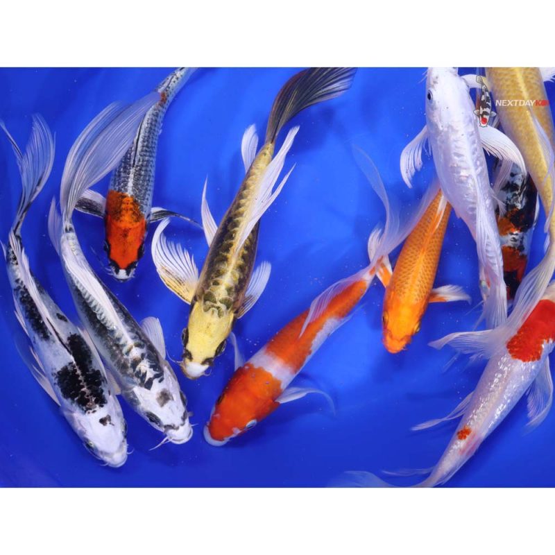 Premium Butterfly Koi 7-8" - Image 4