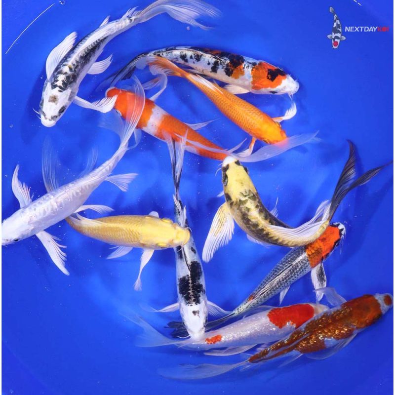 Premium Butterfly Koi 7-8" - Image 5