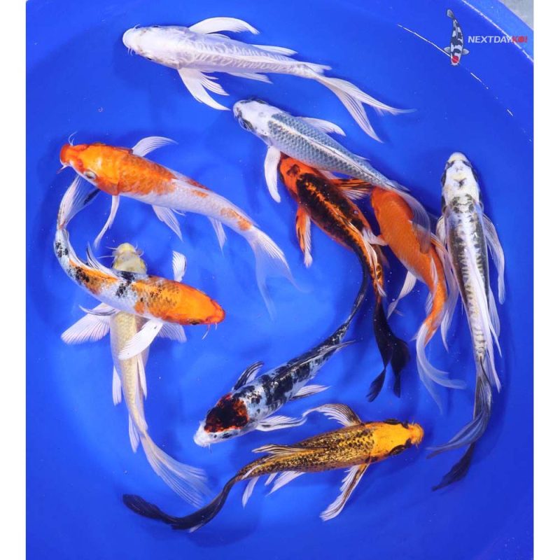 Standard Butterfly Koi 7-8"