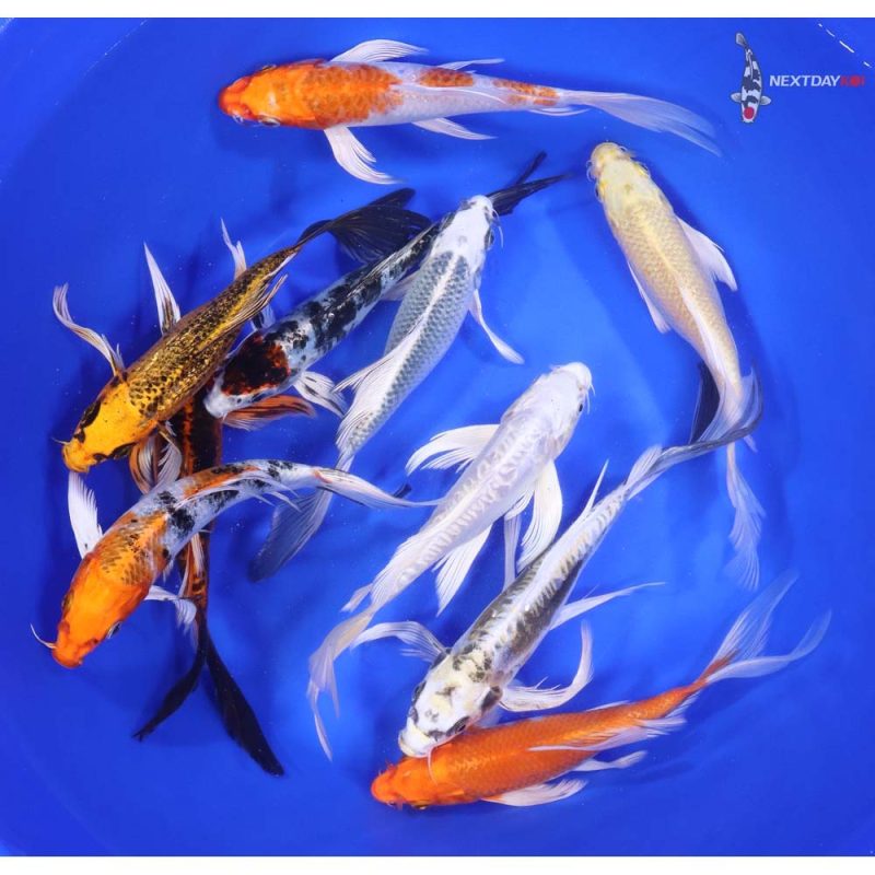 Standard Butterfly Koi 7-8" - Image 2