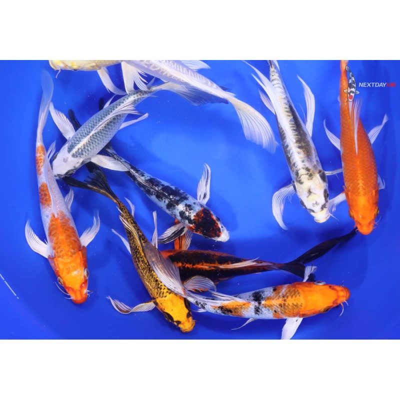 Standard Butterfly Koi 7-8" - Image 3