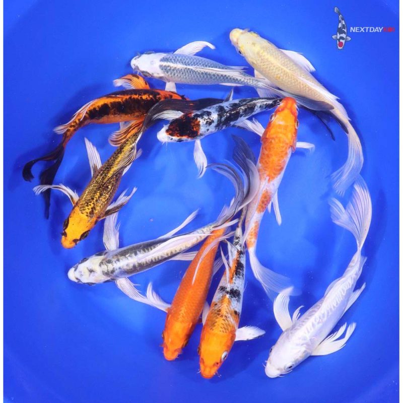 Standard Butterfly Koi 7-8" - Image 4