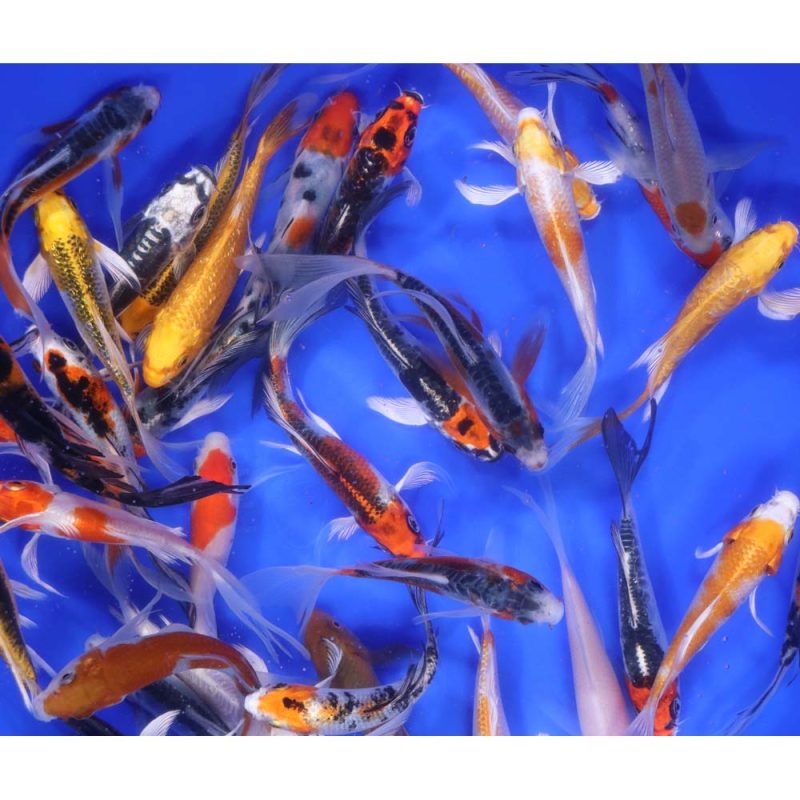 Premium Select Butterfly Koi 4-5" - Image 2