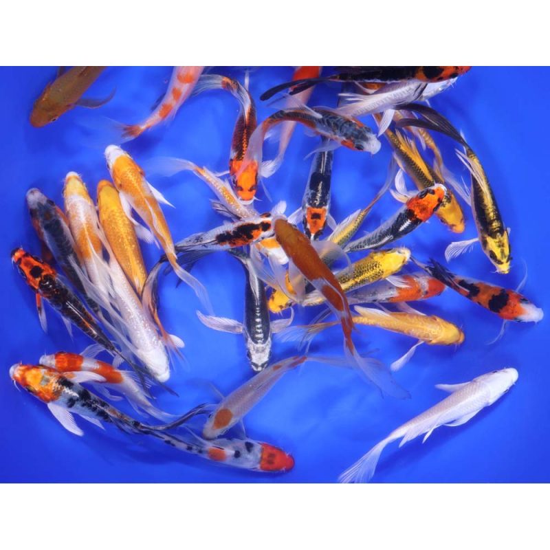 Premium Select Butterfly Koi 4-5" - Image 3