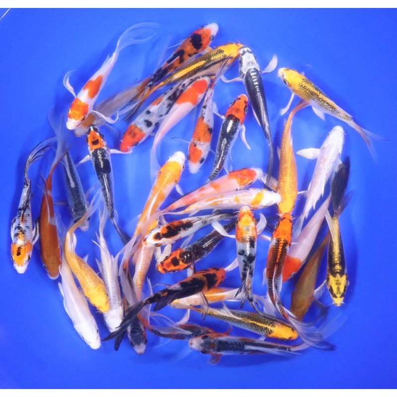 Premium Select Butterfly Koi 4-5" - Image 4