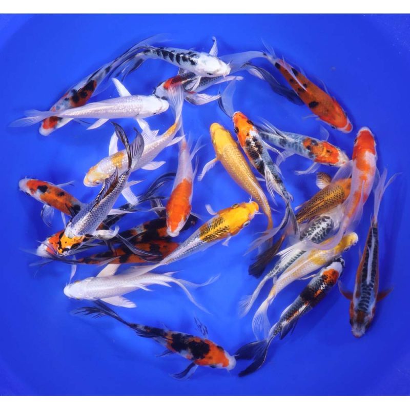 Premium Select Butterfly Koi 5-6"