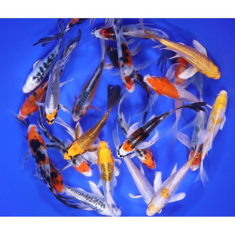 Premium Select Butterfly Koi 5-6" - Image 2