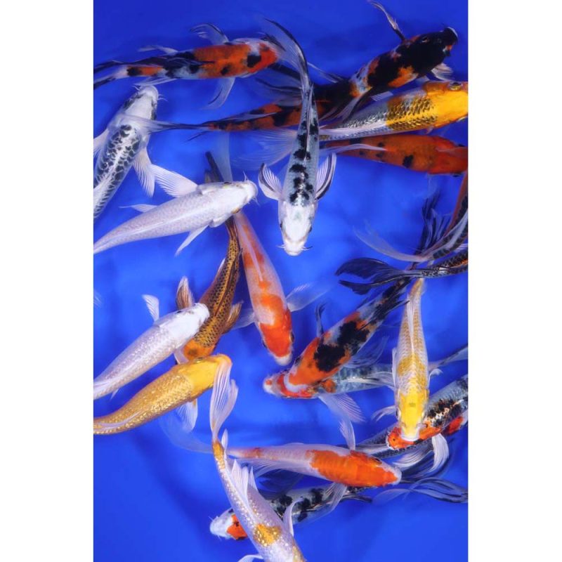 Premium Select Butterfly Koi 5-6" - Image 4