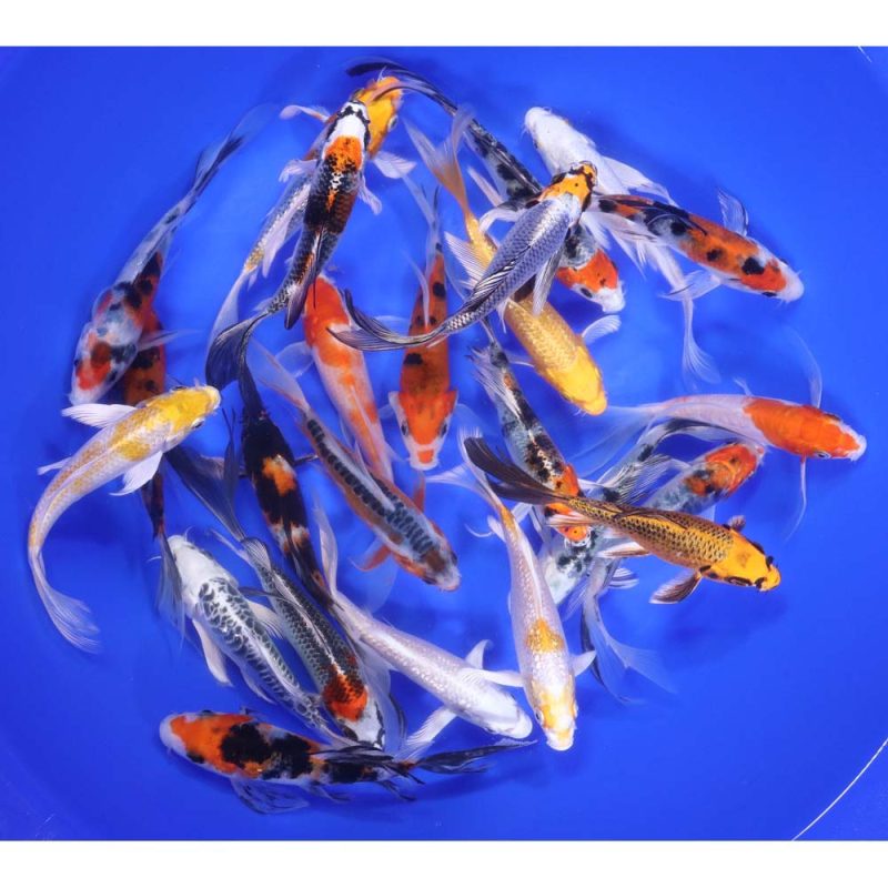 Premium Select Butterfly Koi 5-6" - Image 5