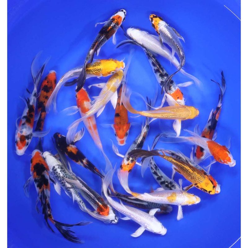 Premium Select Butterfly Koi 5-6" - Image 6