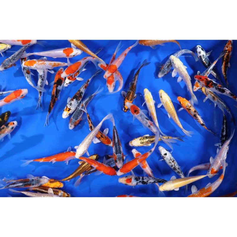 Premium Select Koi 5-6" - Image 3