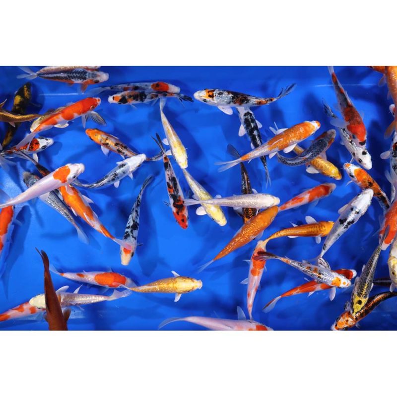 Premium Select Koi 5-6" - Image 5