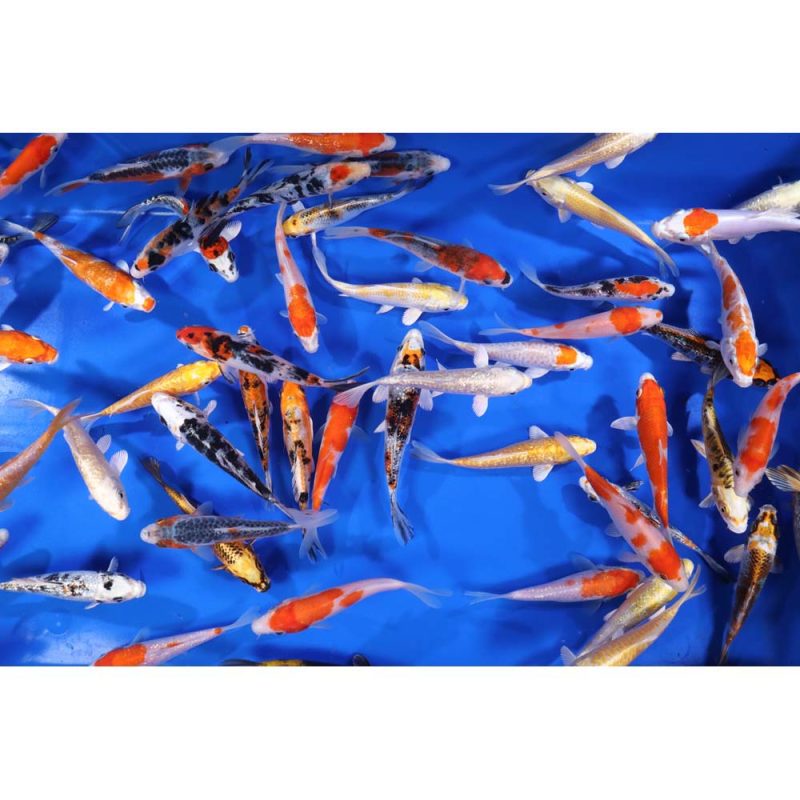 Premium Select Koi 5-6" - Image 6