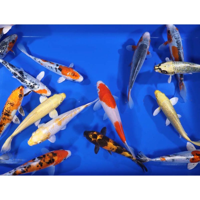 Premium Select Koi 7-8" - Image 3