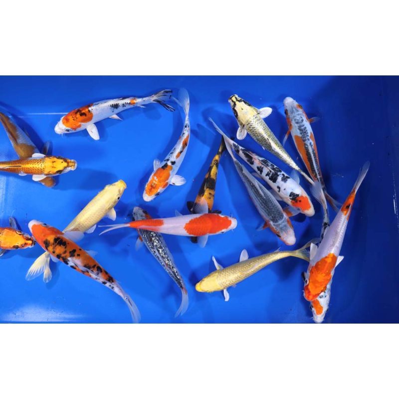 Premium Select Koi 7-8"