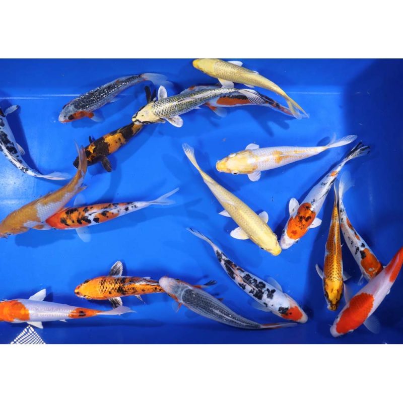 Premium Select Koi 7-8" - Image 4