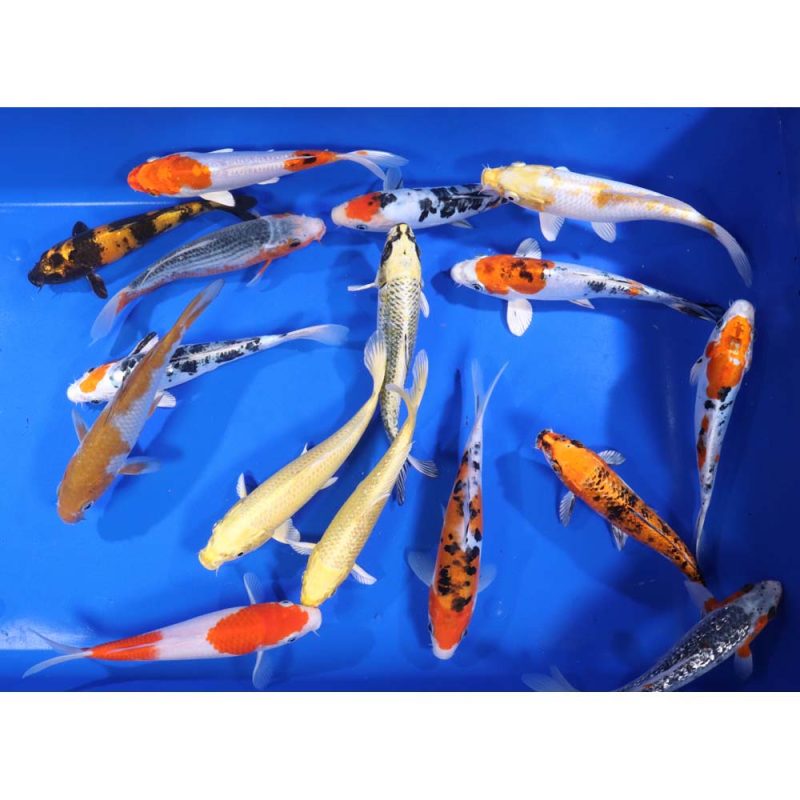 Premium Select Koi 7-8" - Image 7