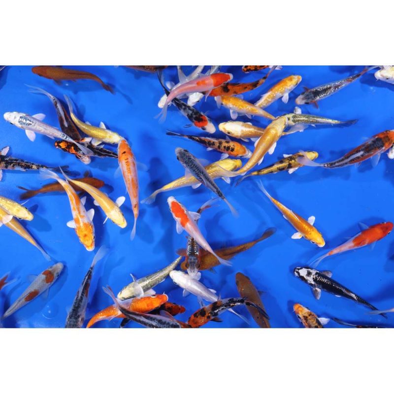 Premium Select Koi 4-5"