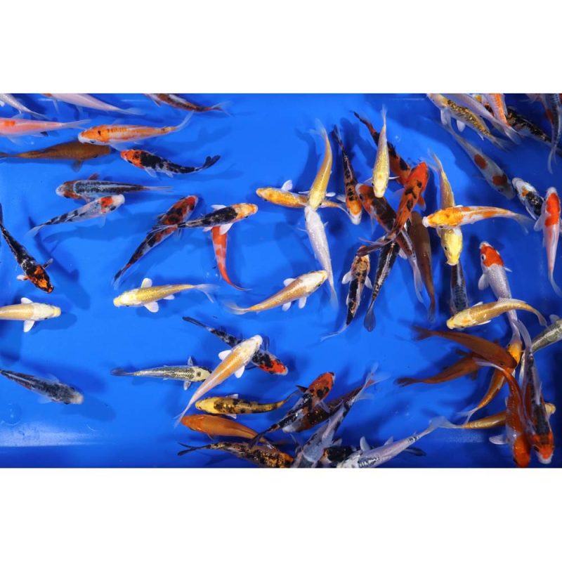 Premium Select Koi 4-5" - Image 3