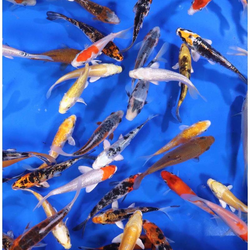 Premium Select Koi 4-5" - Image 6