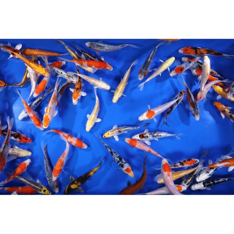 Premium Select Koi 5-6"