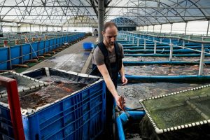 Head of Hazorea Aquatic's Koi facility, Erez Nir, sorts Koi.